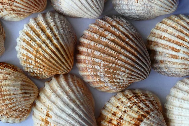 Close-up of seashells with ridged patterns